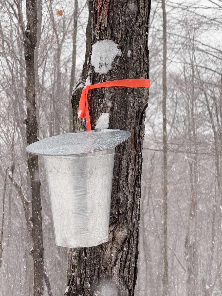 jarabe de arce alerce de Quebec