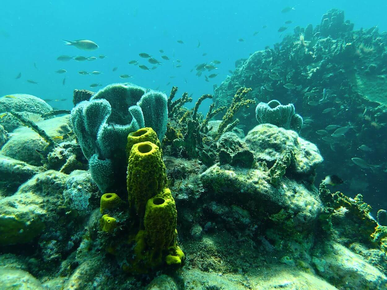 snorkel en la reserva Cousteau snorkel en la reserva Cousteau
