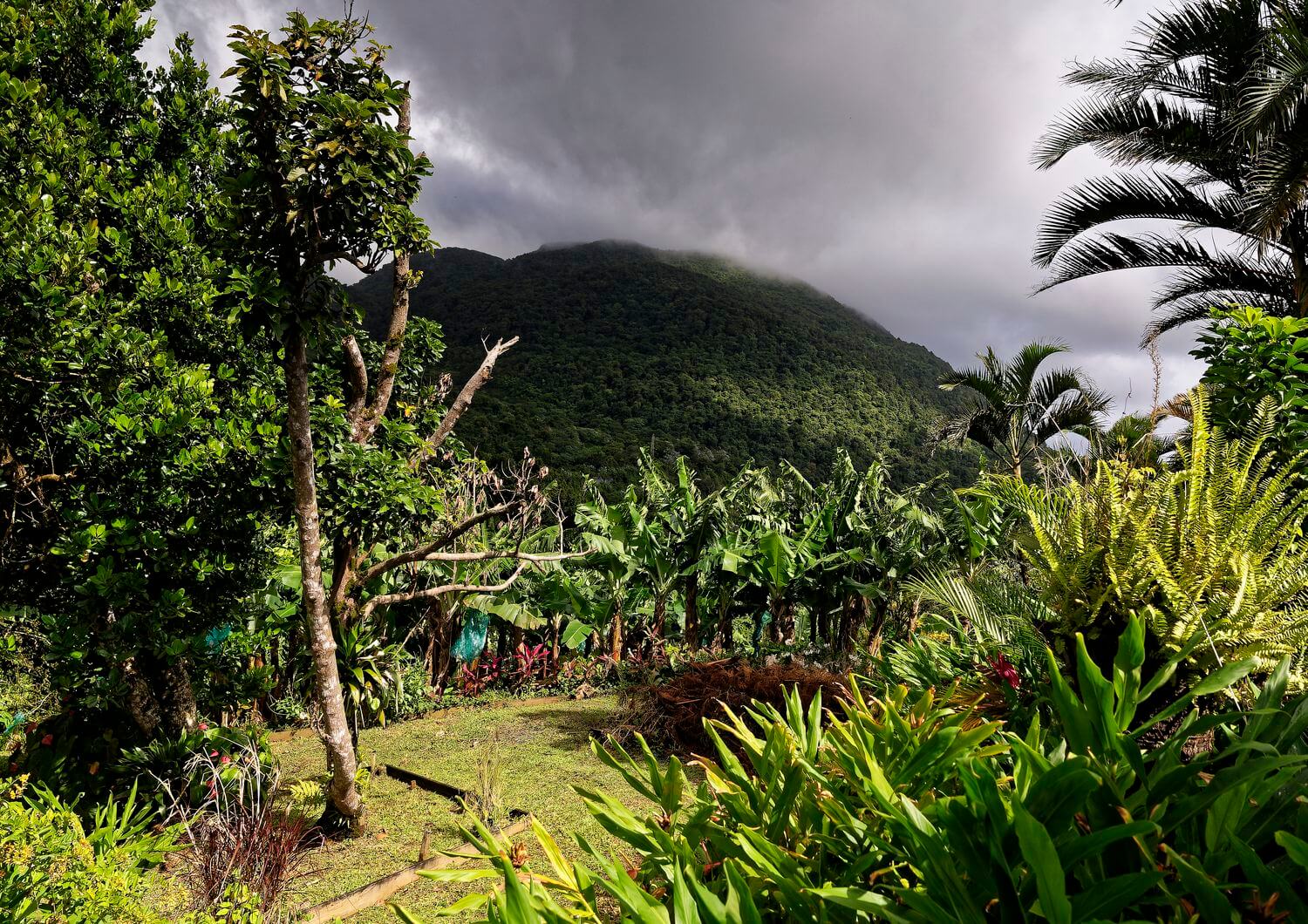gran vista del jardín campos de plátanos en Maison de la Banane