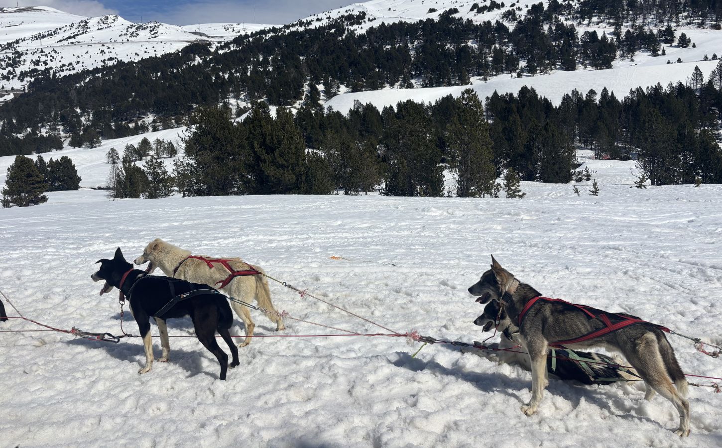 magnífico paseo en trineo tirado por perros