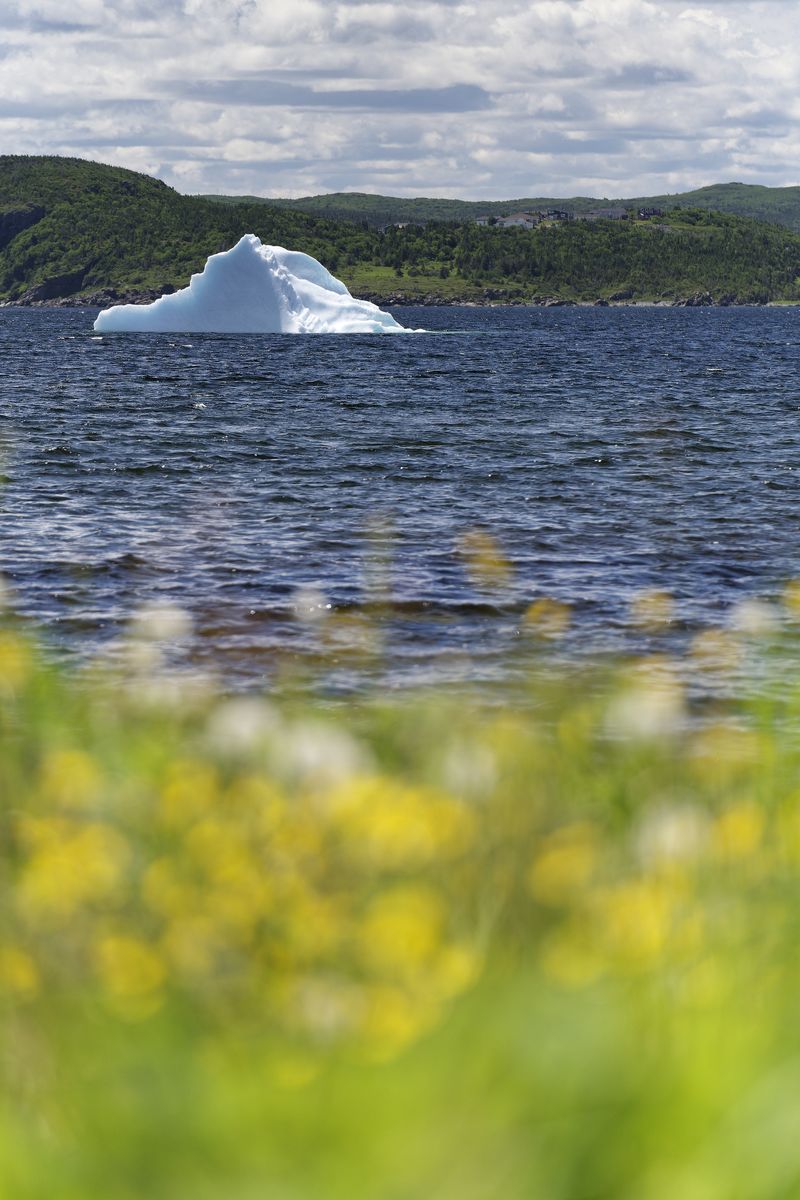 Terranova Canadá iceberg observación de iceberg en Terranova