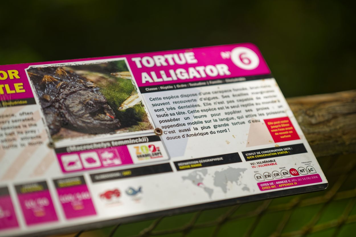 tortuga mordedora caimán del zoológico paneles informativos del zoológico