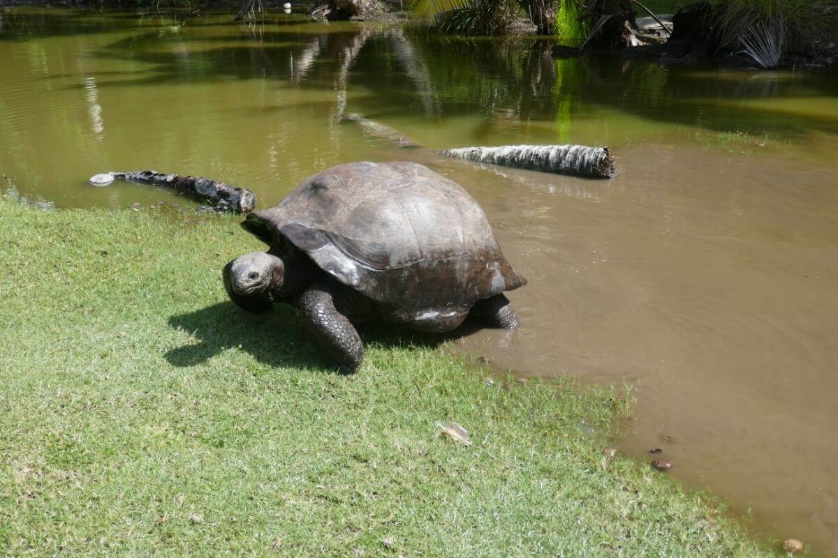 tortuga en la isla Curieuse isla Curieuse, Seychelles