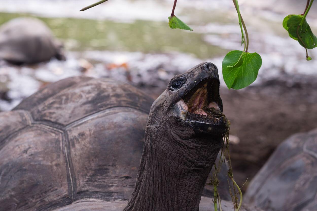 tortuga La Digue fauna en la isla de La Digue