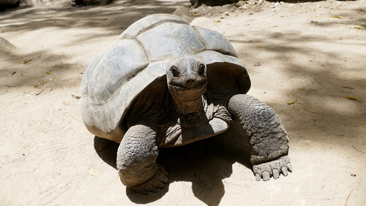 tortuga de las Seychelles fauna de las Seychelles