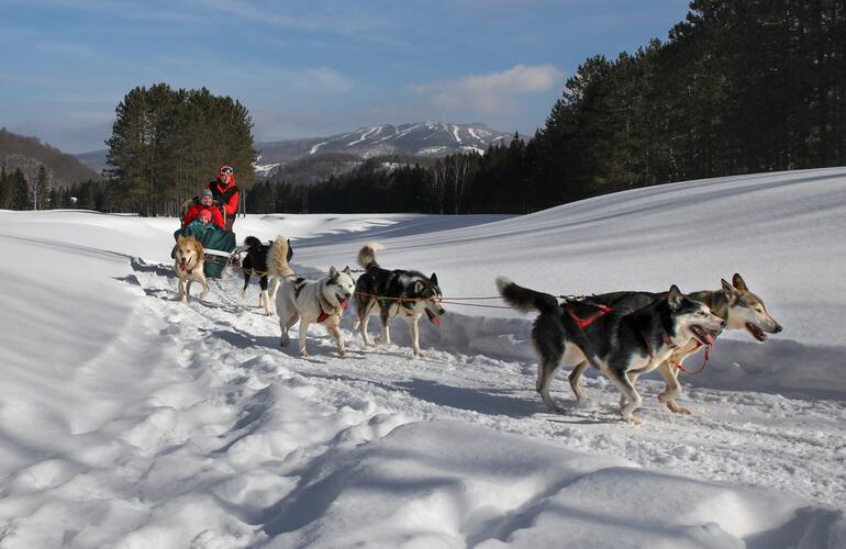 trineo de perros en Mont Tremblant perro de trineo Mont Tremblant