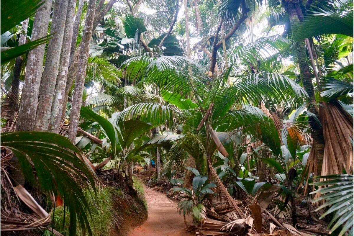 valle de Mai, isla de Praslin, Seychelles valle de Mai, Praslin, Seychelles