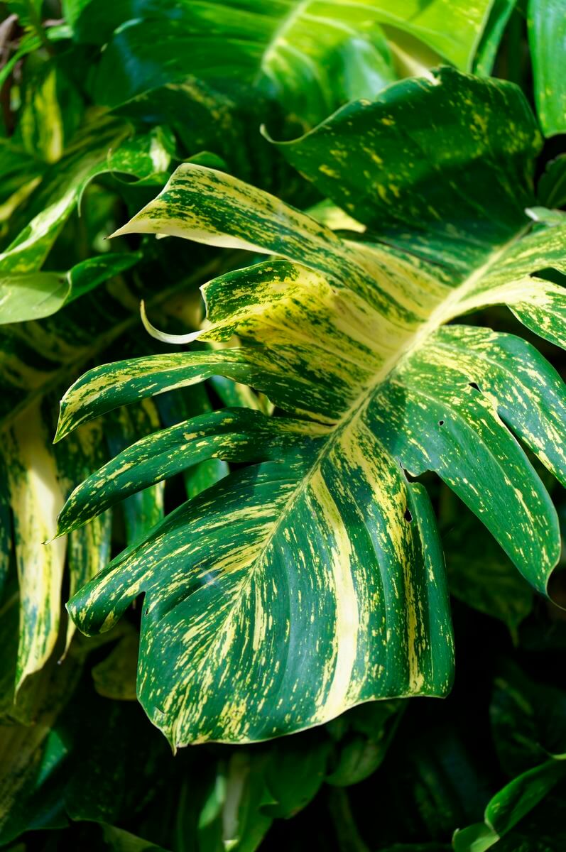 vegetación en bain des amours vegetación en bain des amours