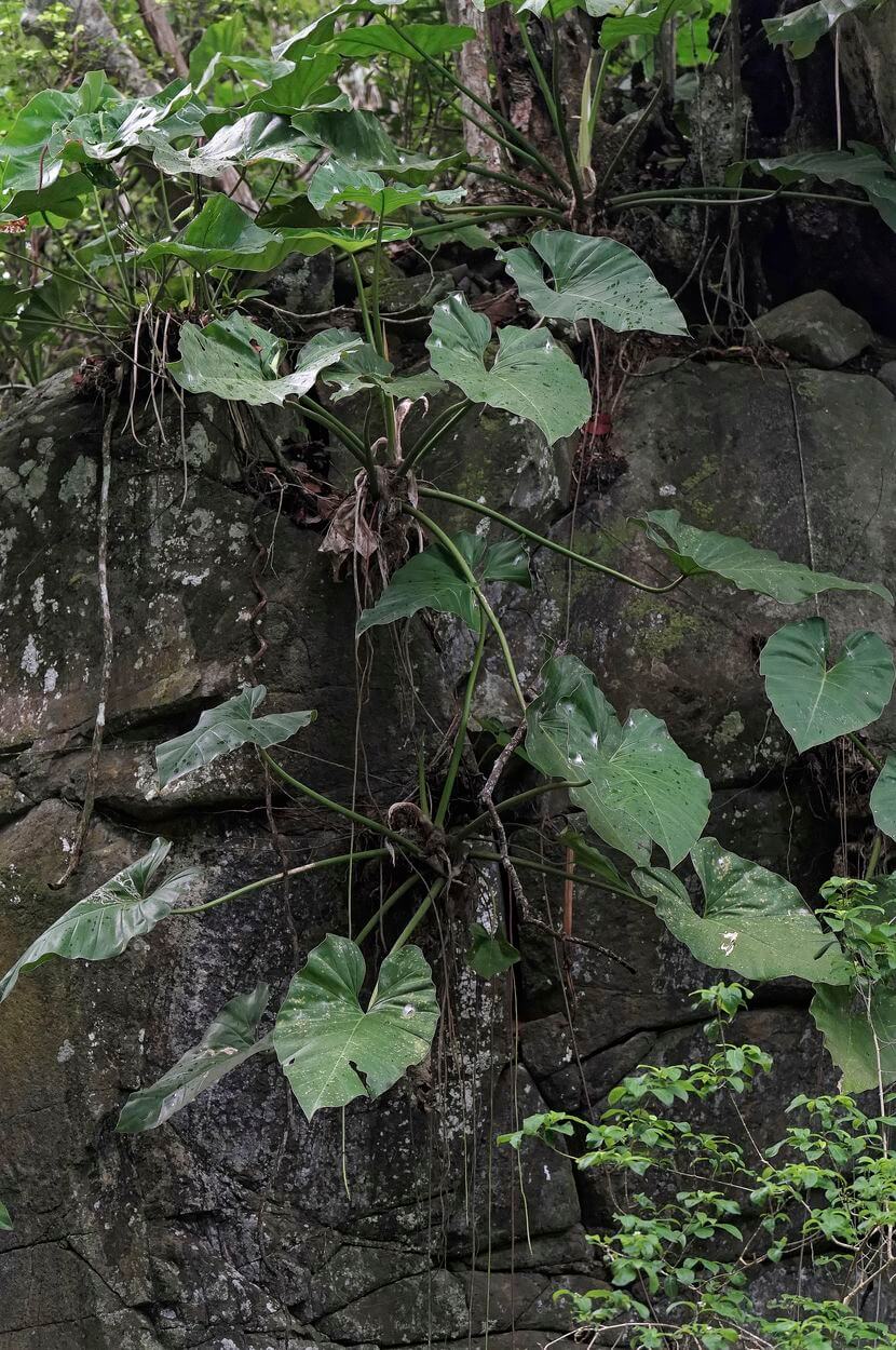 vegetación en Guadalupe para senderismo vegetación del bosque en Guadalupe