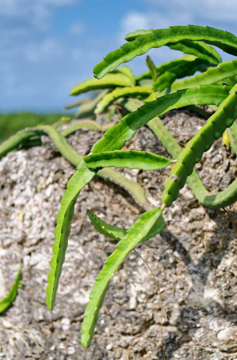 casa de vegetación en Roussel-Trianon casa de cactus Roussel-Trianon