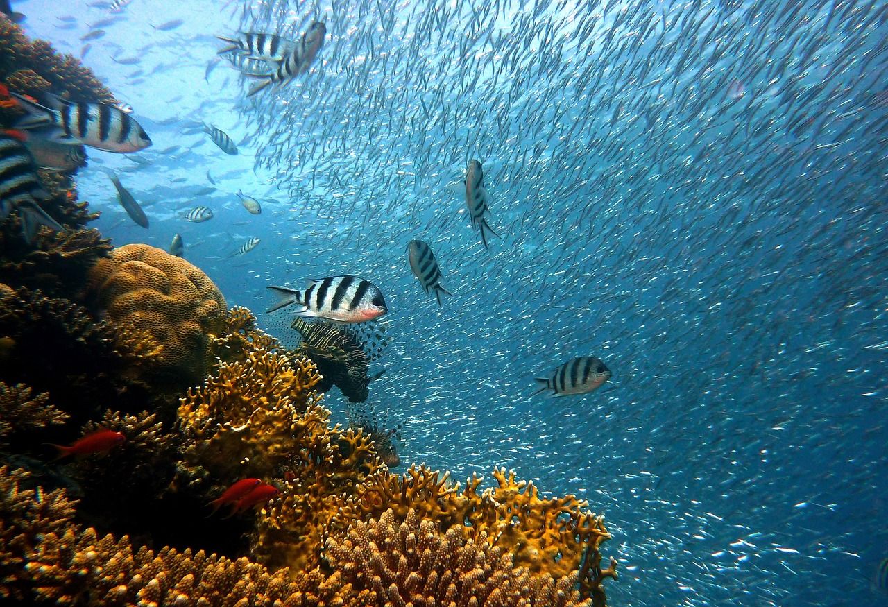 Vida submarina en Malendure Malendure bajo el agua