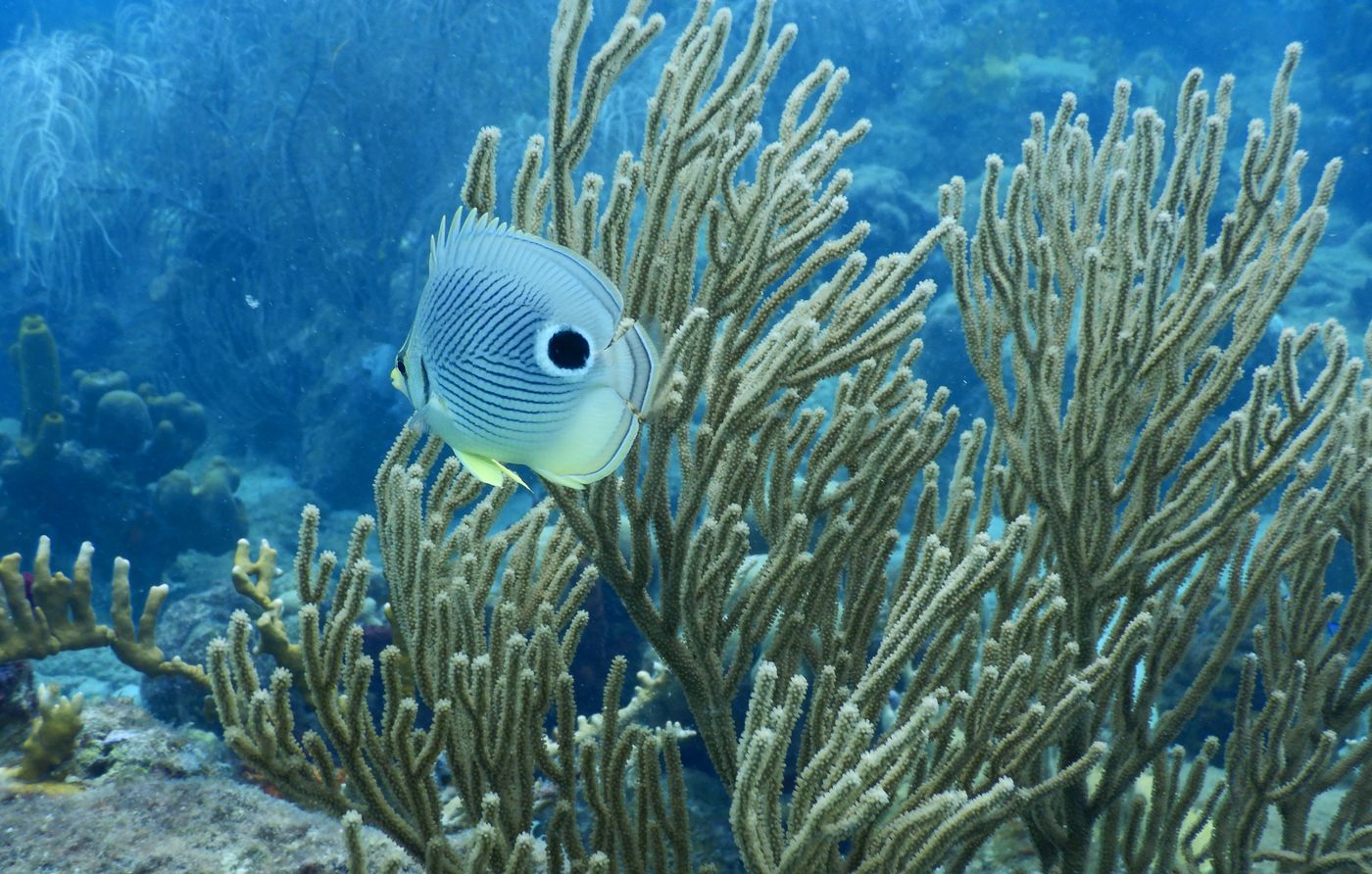 vida submarina en la reserva Cousteau buceo en la reserva Cousteau