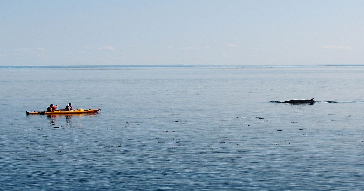 descubre las ballenas en Tadoussac ballenas en Tadoussac