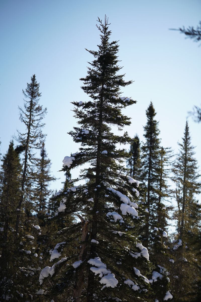 sapin monts valin sapins et paysages