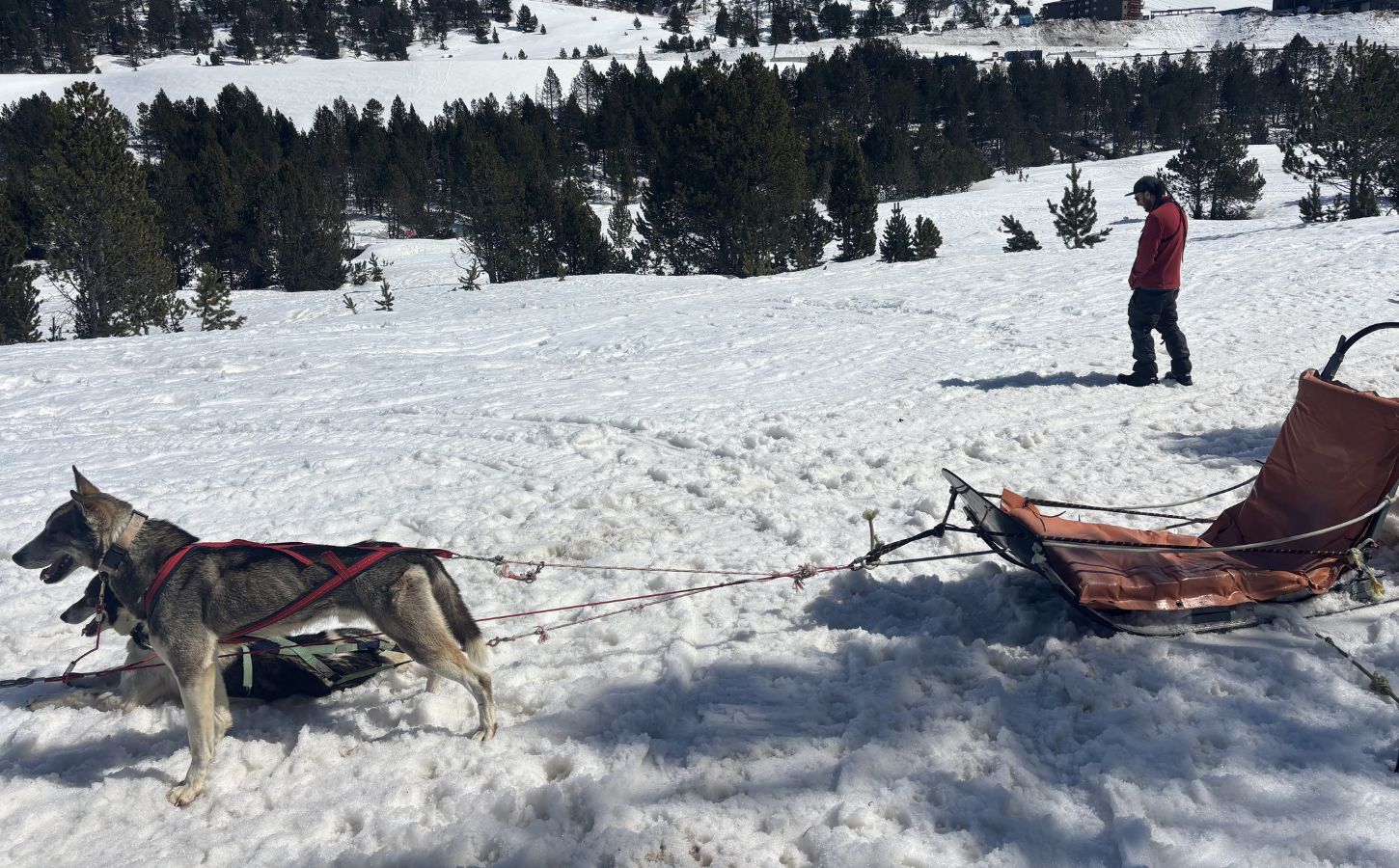 sortie en chien de traineau