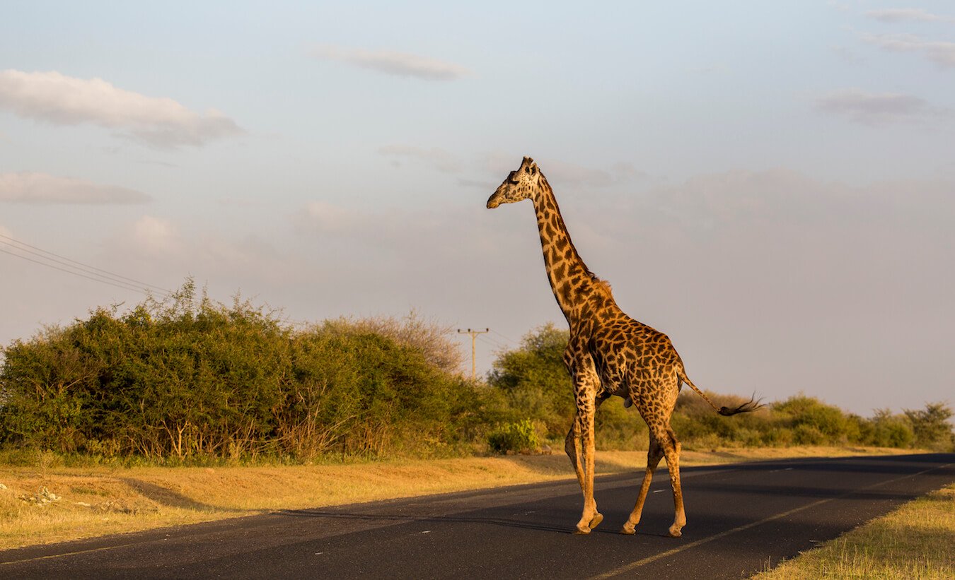 Safari-Foto-Kameraausrüstung Kameraausrüstung zum Fotografieren auf Safari