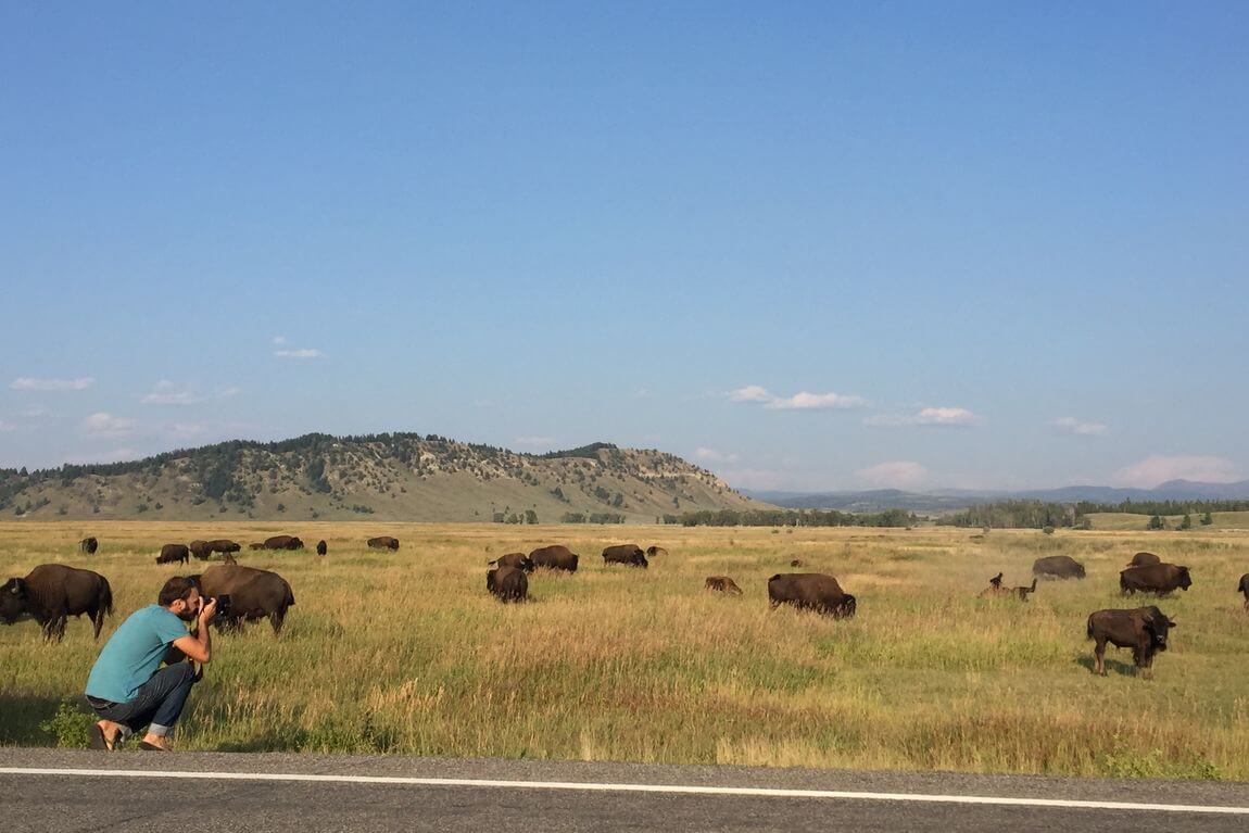Ich fotografiere in Yellowstone Wie man in der Wildnis fotografiert