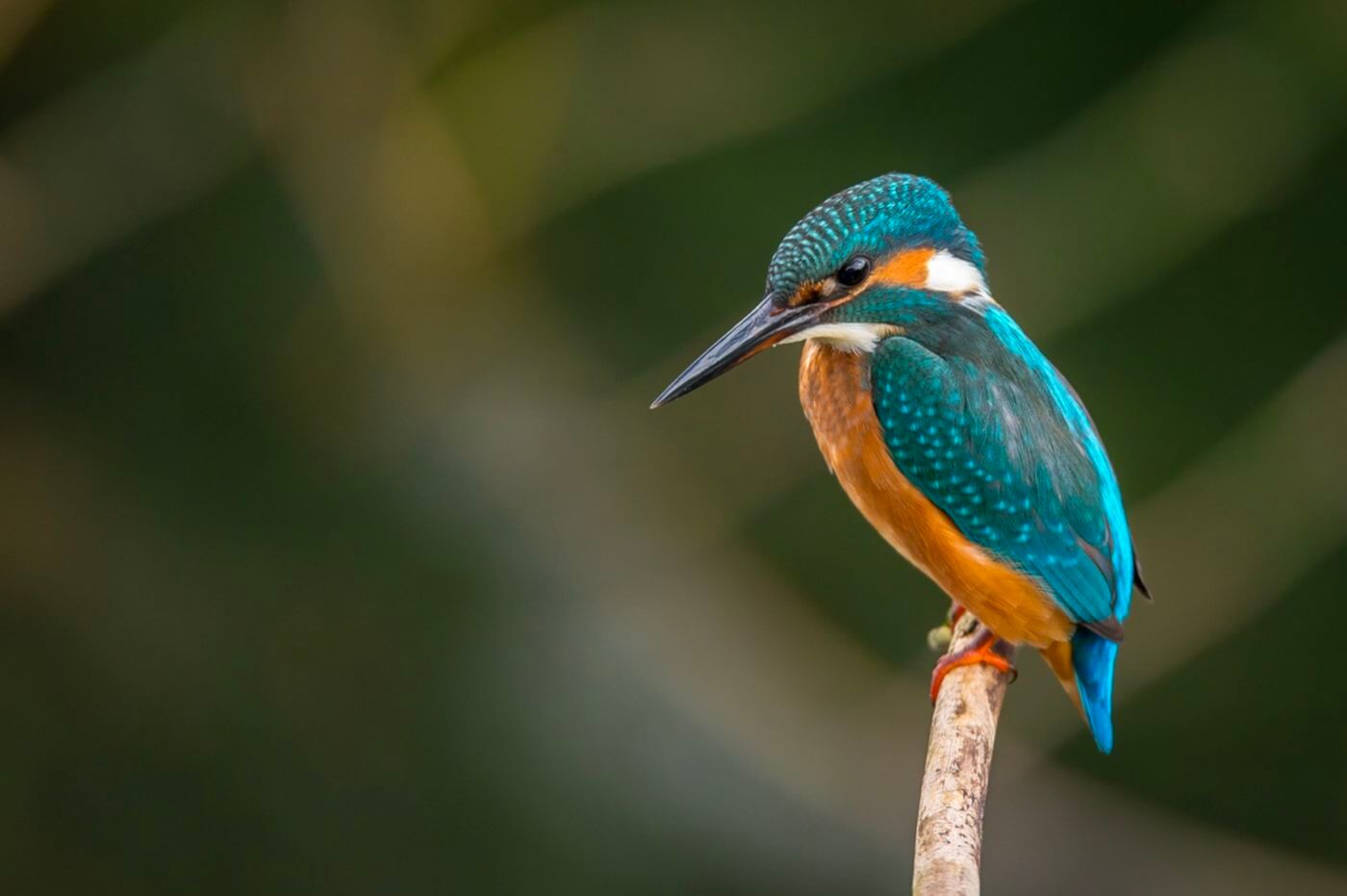 Bokeh oder Hintergrundunschärfe Bokeh in der Fotografie meistern