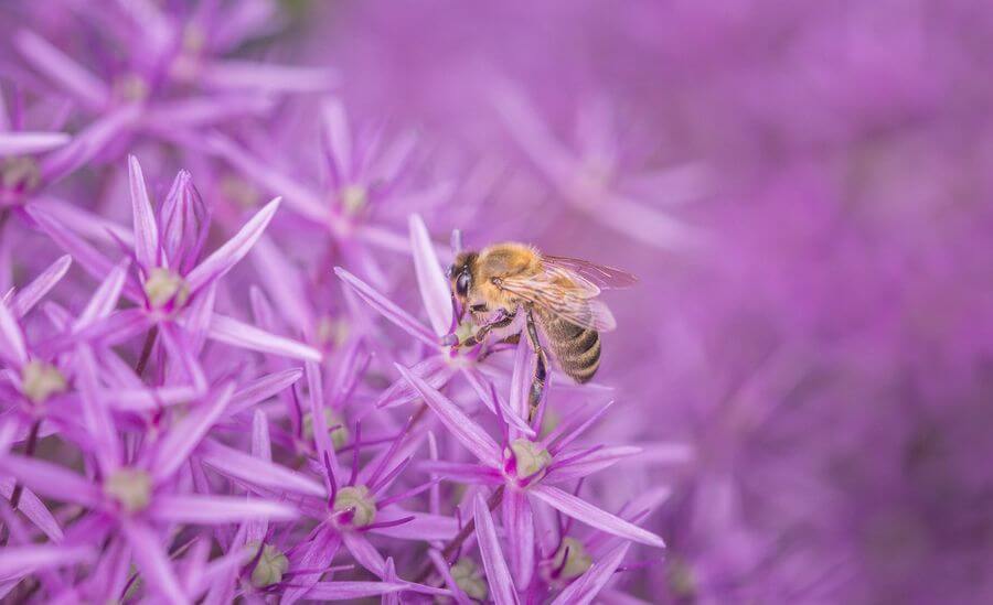 Bokeh und Makro Wie man ein großartiges Bokeh bekommt