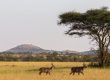 Wie du deine Kameraausrüstung für eine Safari auswählst