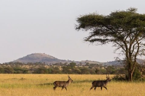 Kameraausrüstung für Safari-Fotografie Wie du deine Kameraausrüstung für eine Safari auswählst