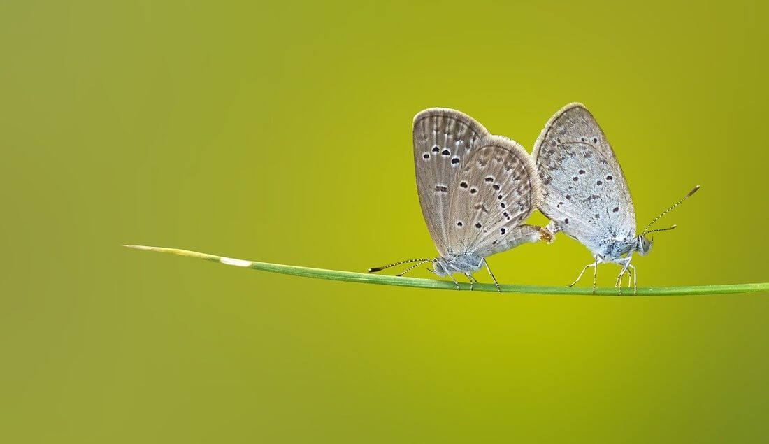 Komposition und Makrofotografie Wie man in der Makrofotografie komponiert