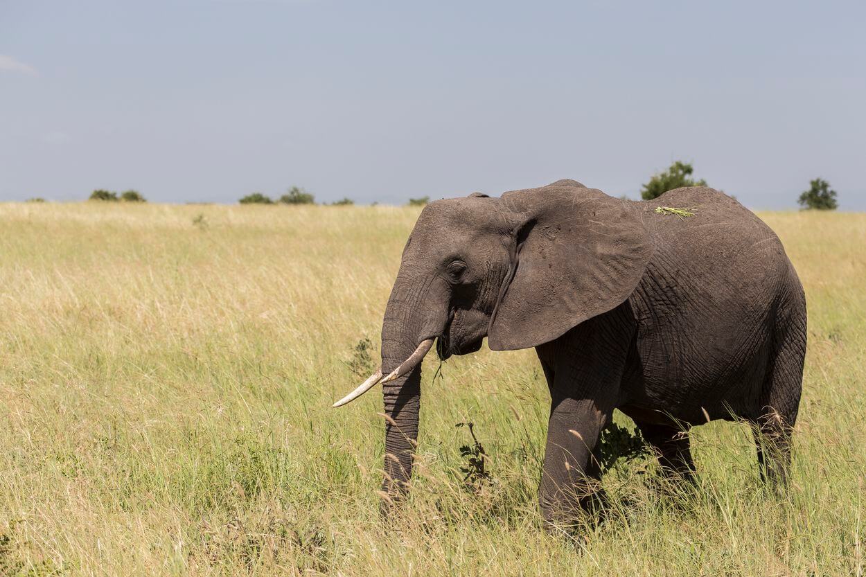 Safari beste Tipps fotografisch