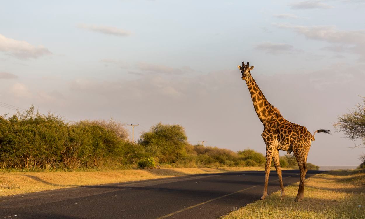 Tipps für eine erfolgreiche Safari Wie man während einer Safari großartige Fotos macht