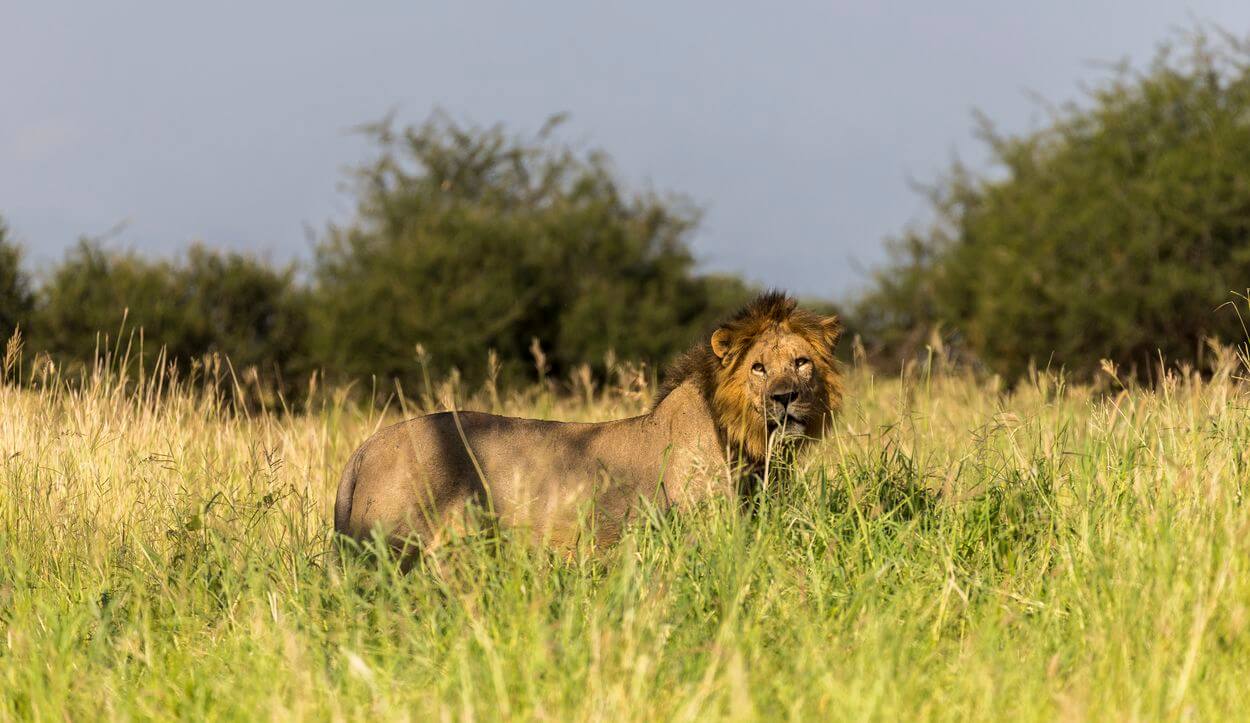 Safari-Foto Ratschläge für ein Safari-Foto