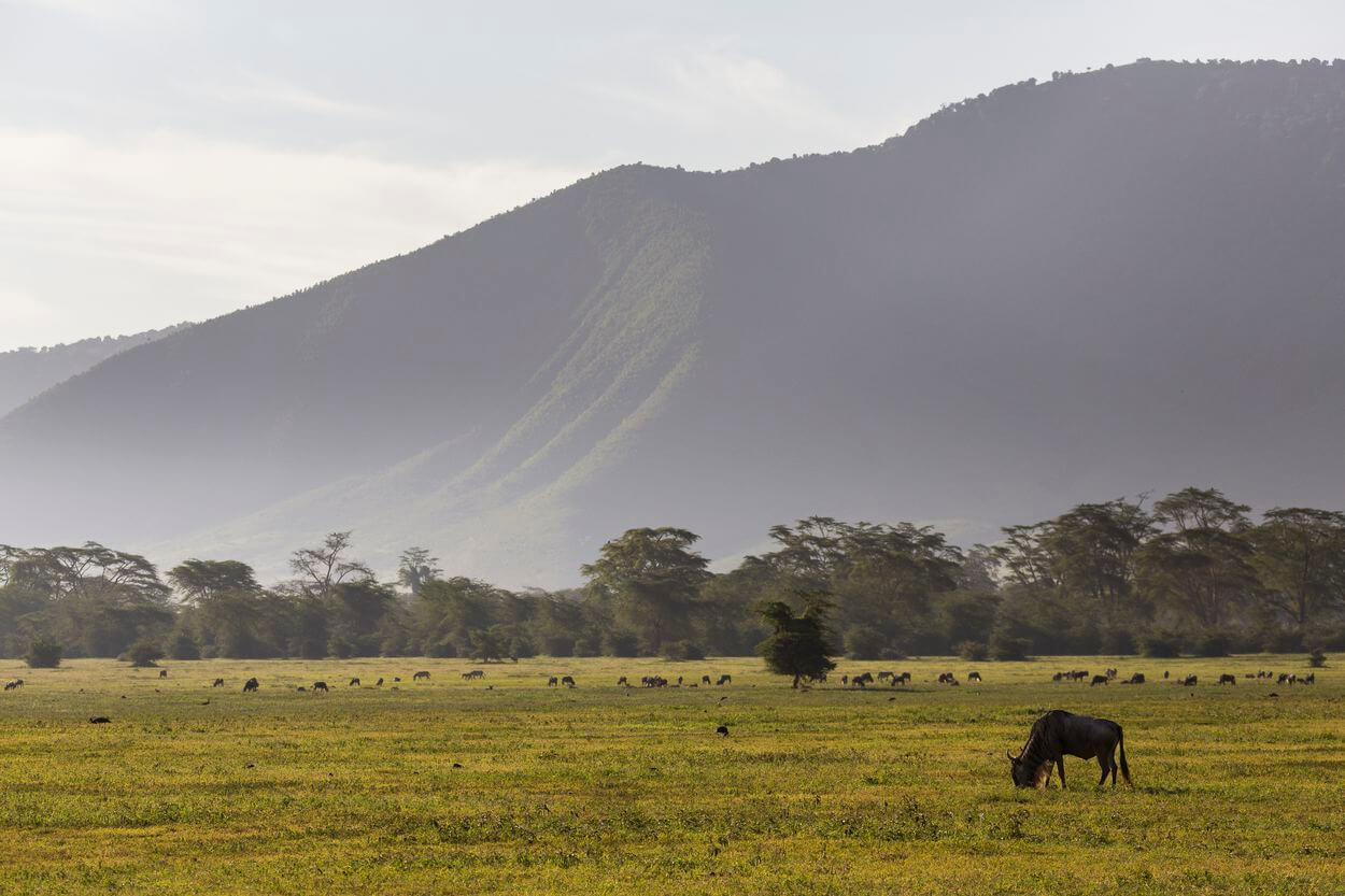 Wie man auf einer Safari ein Bild fotografiert Fotografie: tolles Bild auf einer Safari