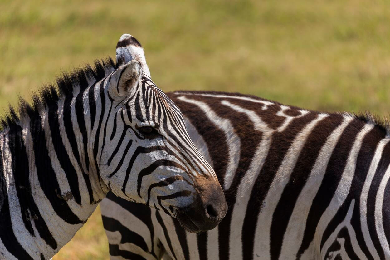 Beste Ratschläge und Tipps, um auf Safari Fotos zu machen Safari-Foto: beste Tipps