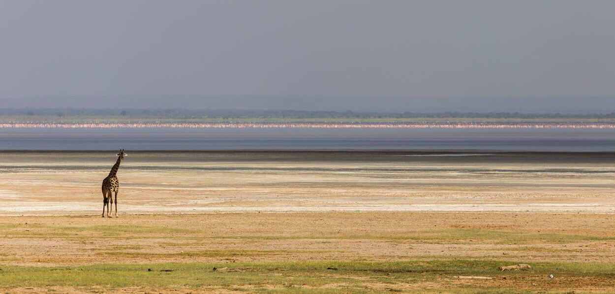 Großartige Safari-Fotos: die besten Tipps Wie man während einer Safari großartige Fotos macht