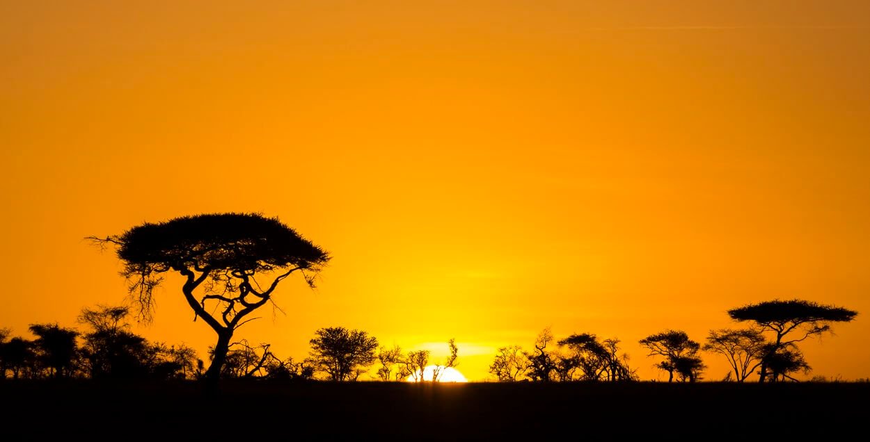 Das perfekte Foto bei Sonnenuntergang während einer Safari Wie man während einer Safari das perfekte Foto macht