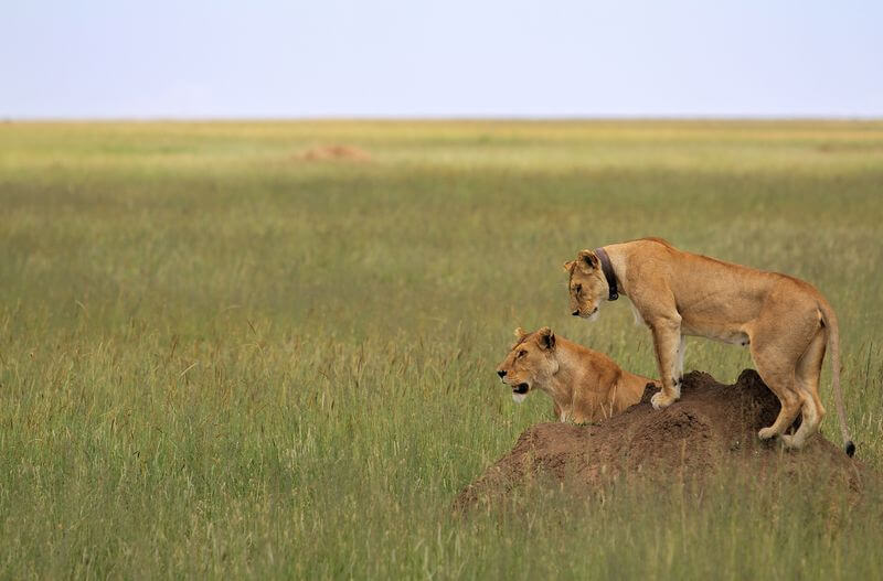 Löwe in der Savanne Safari-Fotografie