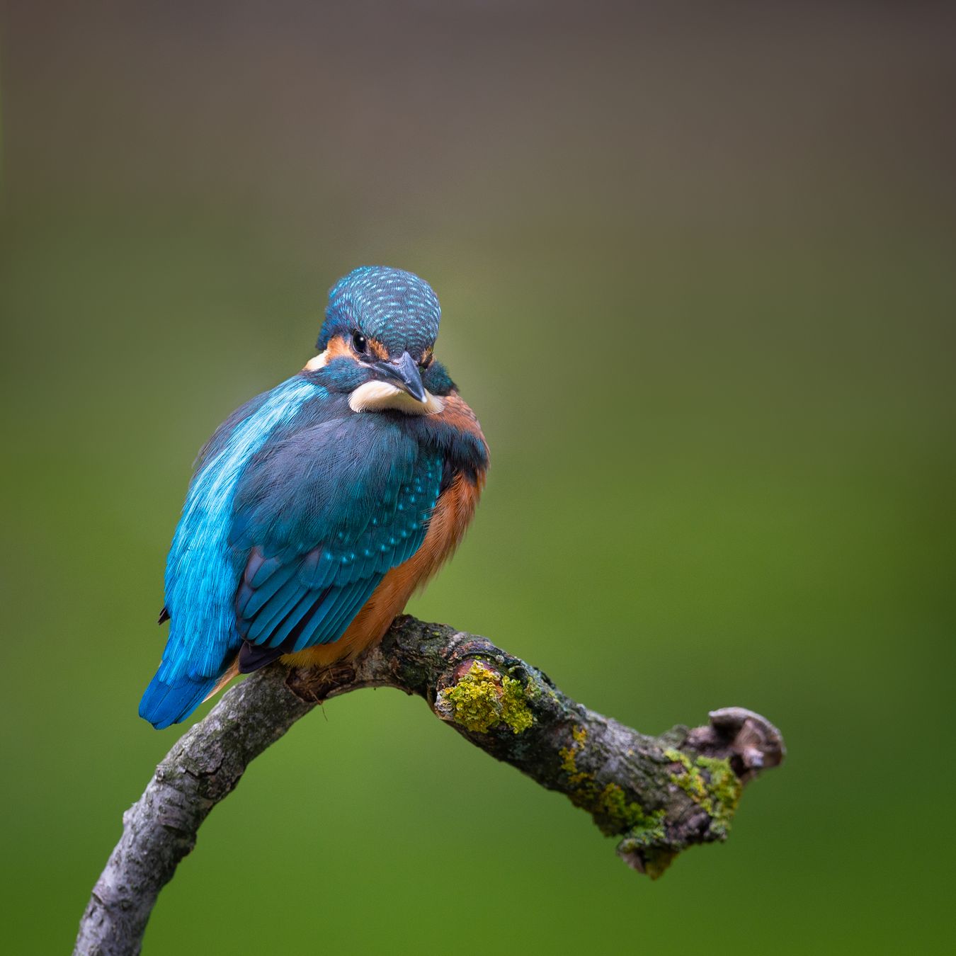Wildtierfoto und Bokeh Bokeh in der Fotografie