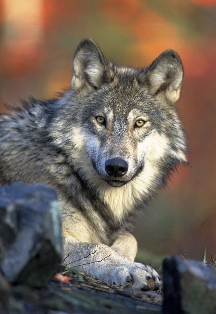 Wolffotografie mit einem langen Objektiv Wildtiere mit einem Teleobjektiv fotografieren