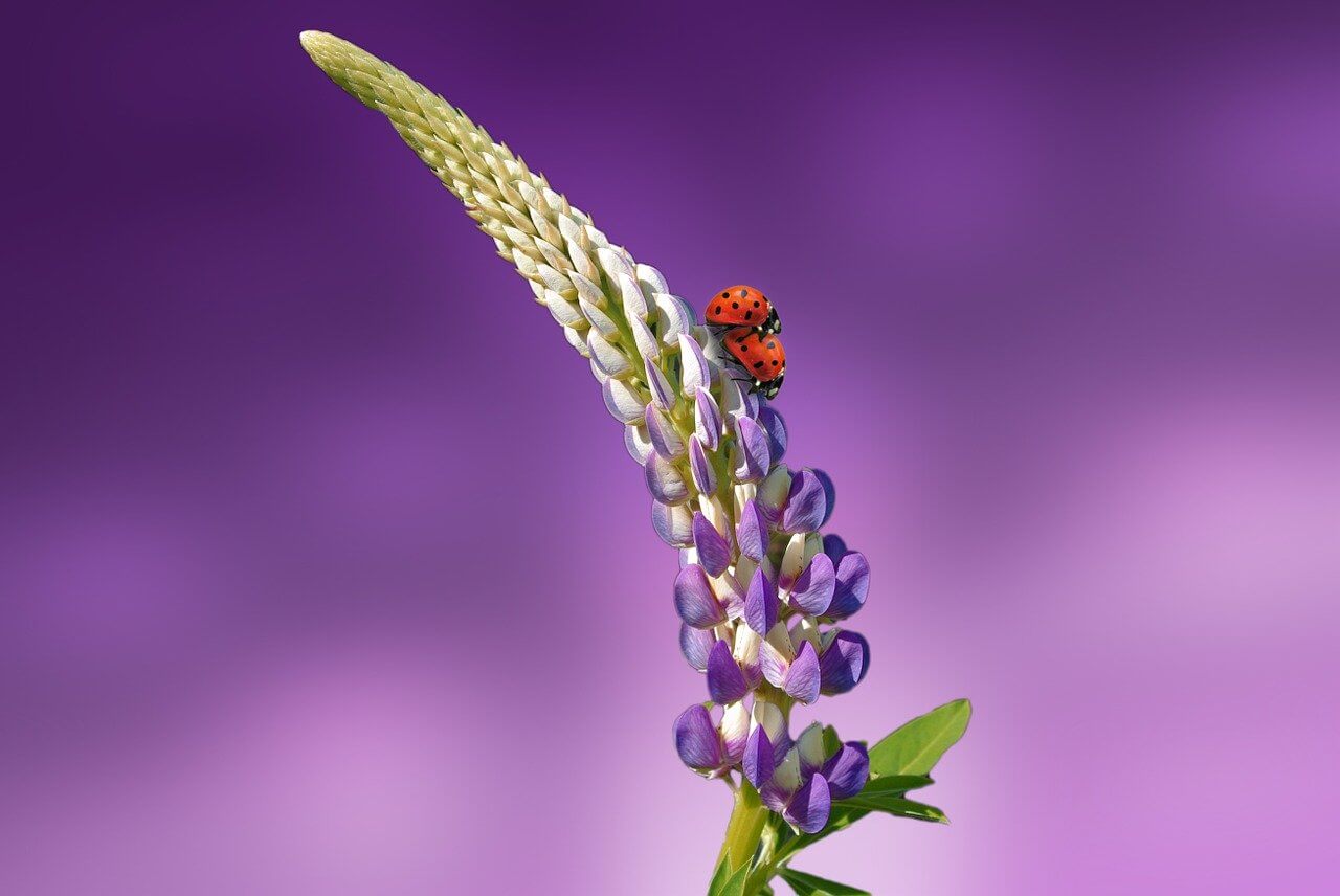 Beste Tipps für Makrofotografie Bokeh und Makrofotografie