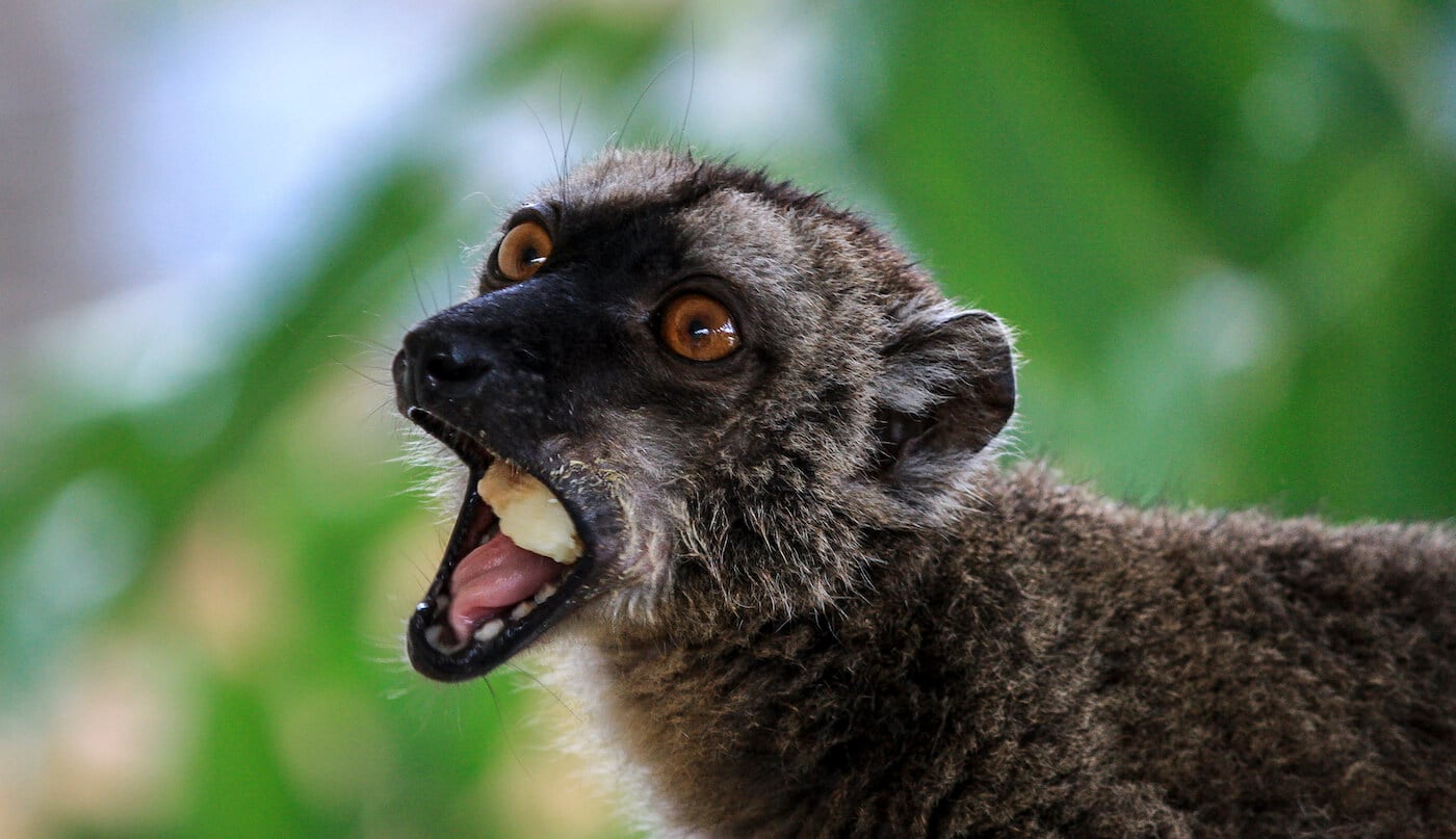 Wildtiere und der Av-Kameramodus Av-Modus meistern, um den Hintergrund unscharf zu machen