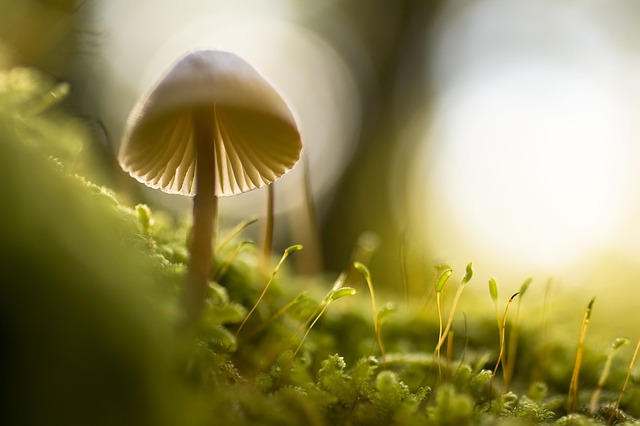Bokeh-Fotografie Wie man Bokeh in einem Foto erzielt