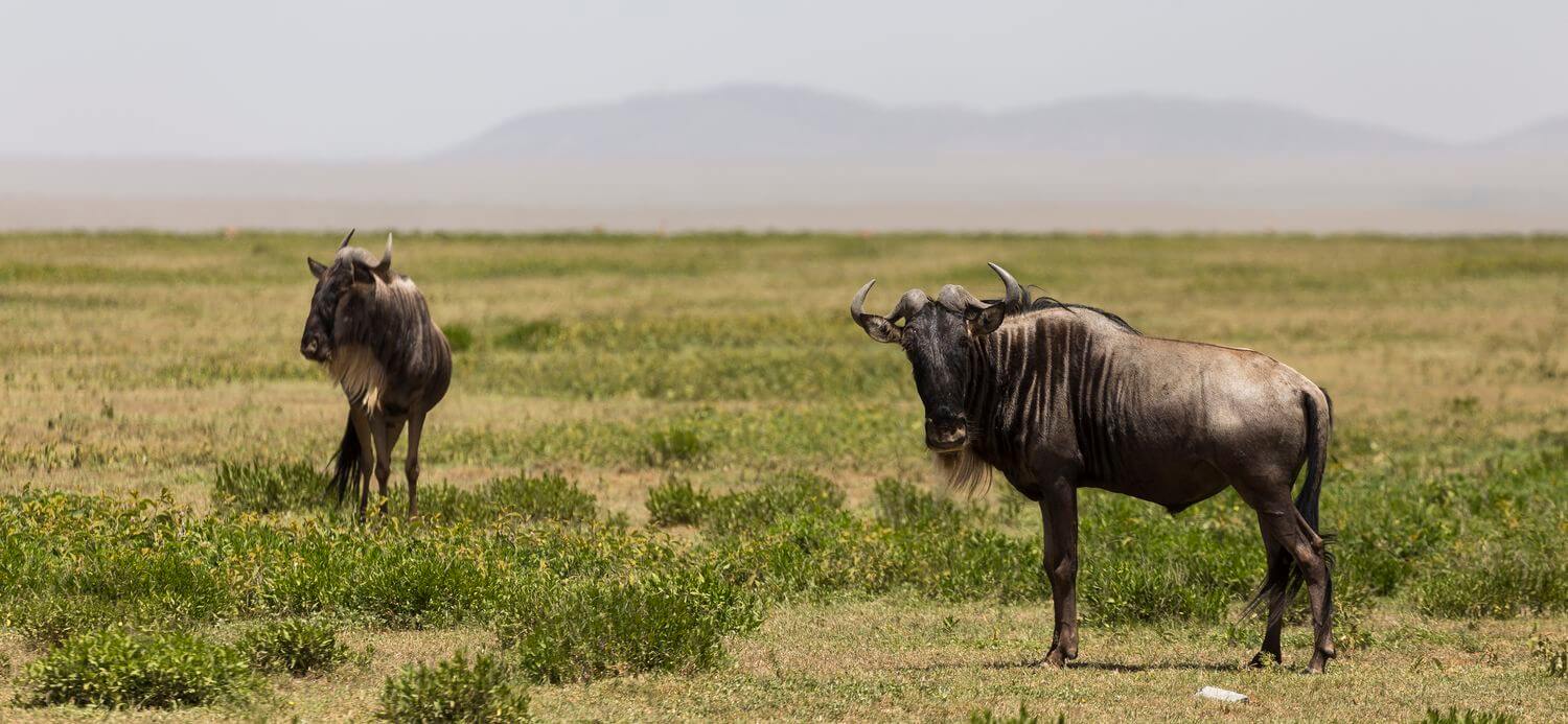 Kameraeinstellungen für die Wildlife-Fotografie Welche Kameraeinstellungen für die Wildlife-Fotografie wählen