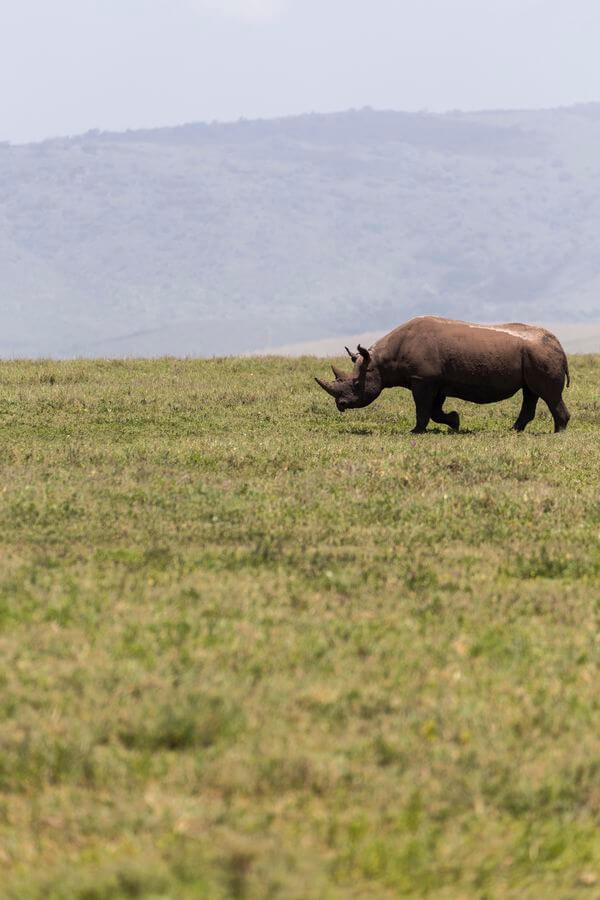 Nashornaufnahme Nashorn und Safari