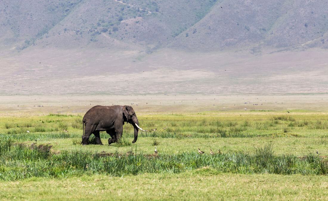 Kamerasensorgröße und Wildlife-Fotografie Wähle die Sensorgröße deiner Kamera für die Wildlife-Fotografie