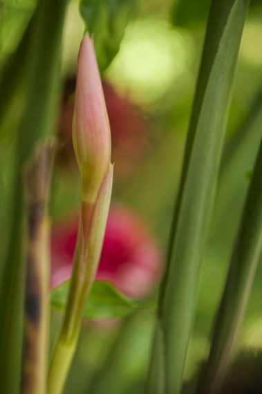 Bokeh-Test mit dem Viltrox 85mm f/1.4
