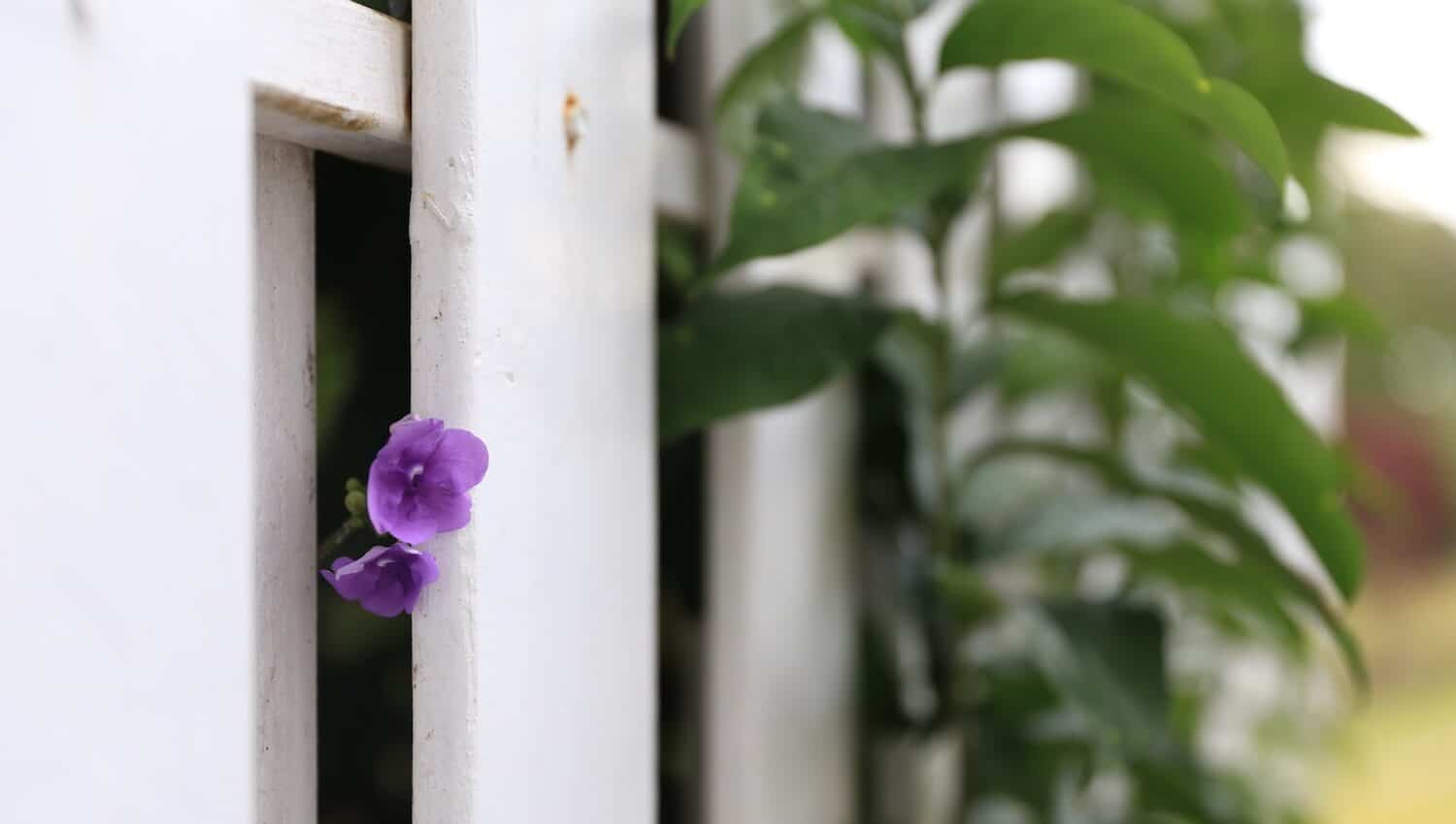 apertura amplia toma con poca profundidad de campo a f/2.8