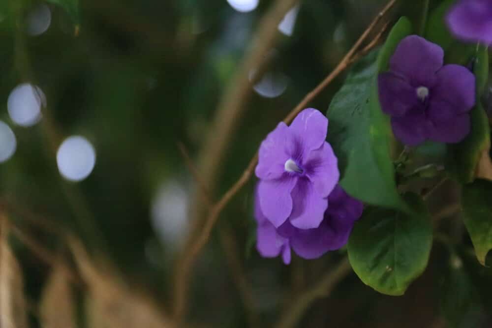 Fotografía con ISO 20 000 ISO alto
