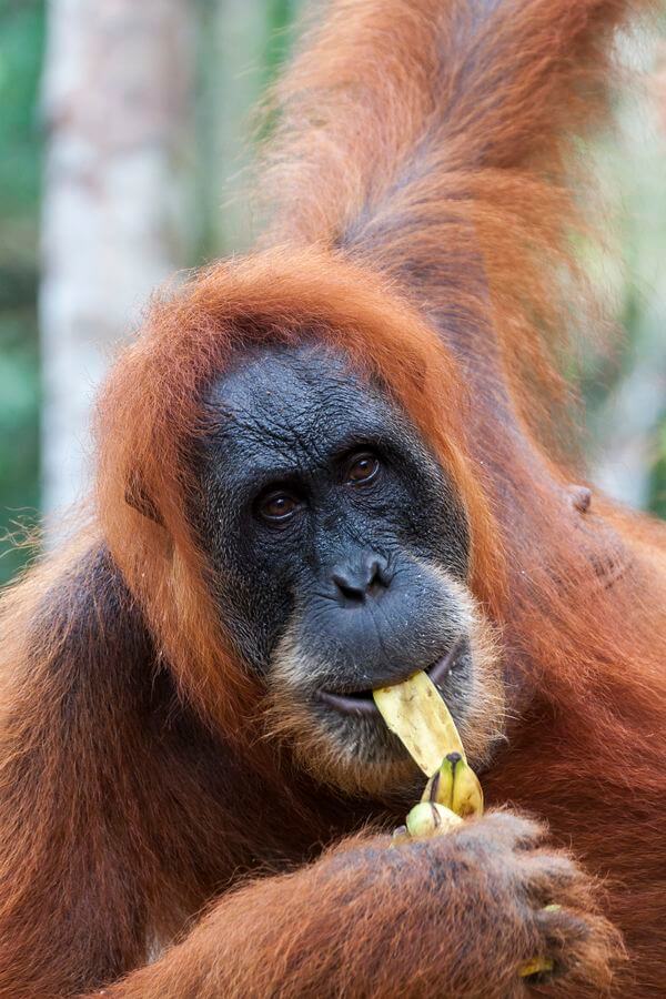 Fotos de orangutanes en Indonesia cómo fotografiar un orangután