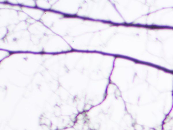 aberraciones cromáticas del objetivo Panasonic 42.5mm f1.7 primer plano de aberraciones cromáticas al 100%