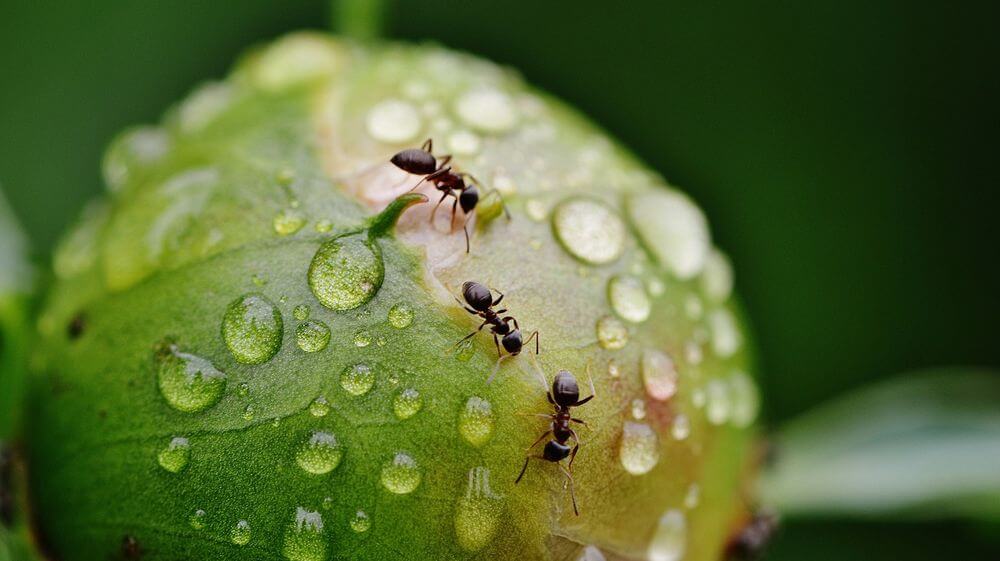 accesorios para macrofotografía cómo empezar en la macrofotografía
