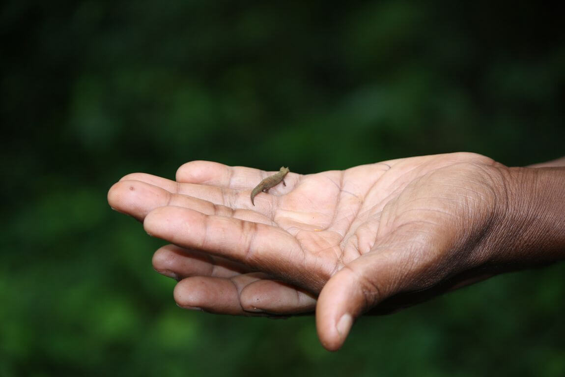 toma de un animal muy pequeño toma macro y vida silvestre