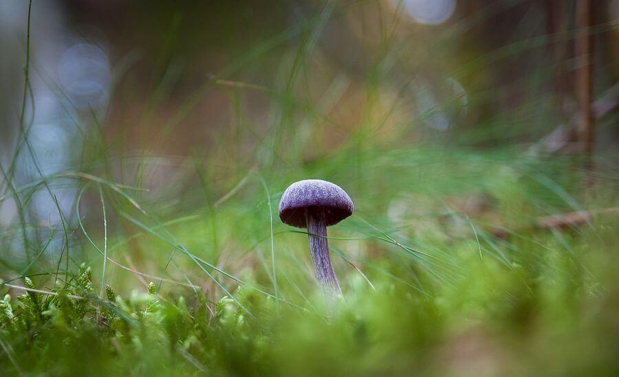 bokeh y bosque resaltar un sujeto con un gran bokeh